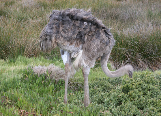 Struthio camelus australis - The Southern Ostrich