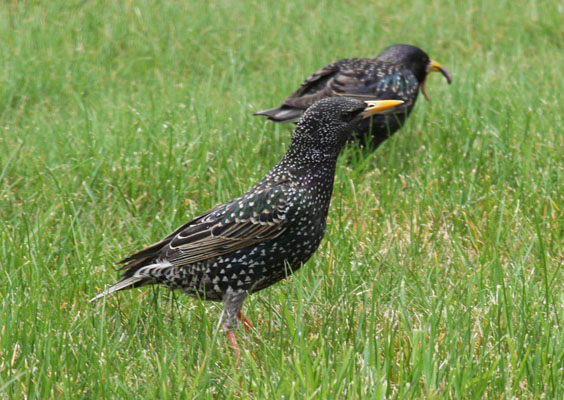 Sturnus vulgarus vulgarus - The European Starling aka The Common Starling