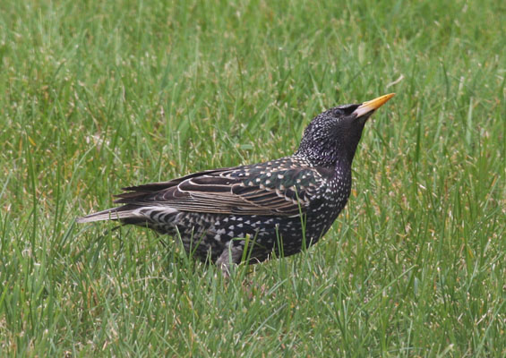 Sturnus vulgarus vulgarus - The European Starling aka The Common Starling