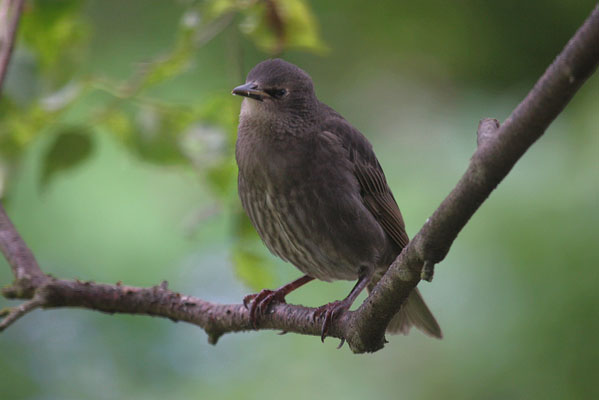 Sturnus vulgarus vulgarus - The European Starling aka The Common Starling