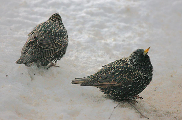 Sturnus vulgarus vulgarus - The European Starling aka The Common Starling