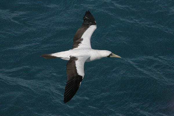 Sula dactylatra personata - The Masked Booby