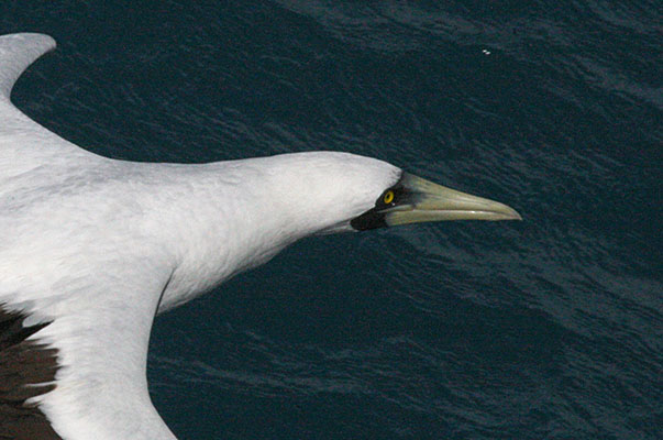 Sula dactylatra personata - The Masked Booby