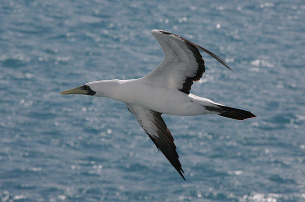 Sula dactylatra personata - The Masked Booby