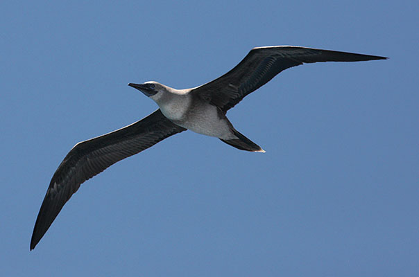 Sula dactylatra personata - The Masked Booby