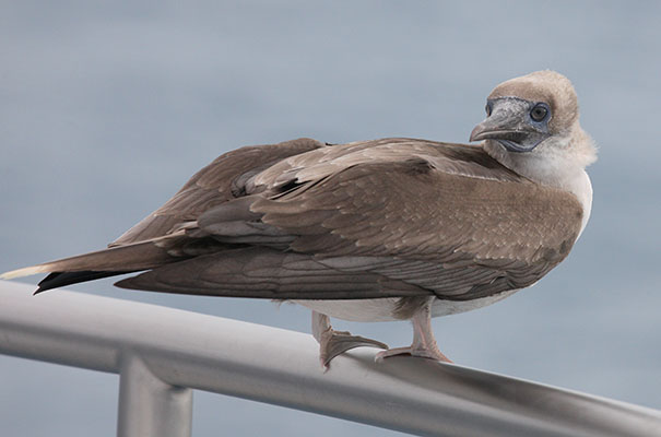 Sula dactylatra personata - The Masked Booby