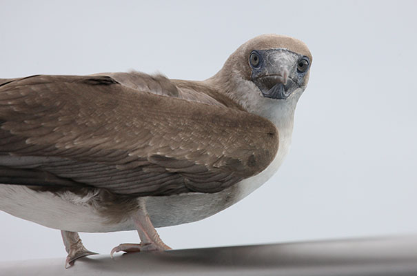 Sula dactylatra personata - The Masked Booby