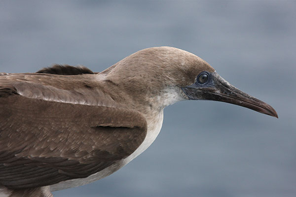 Sula dactylatra personata - The Masked Booby