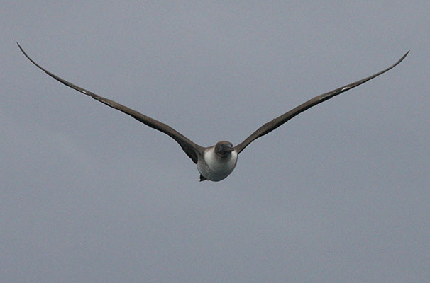 Sula dactylatra personata - The Masked Booby