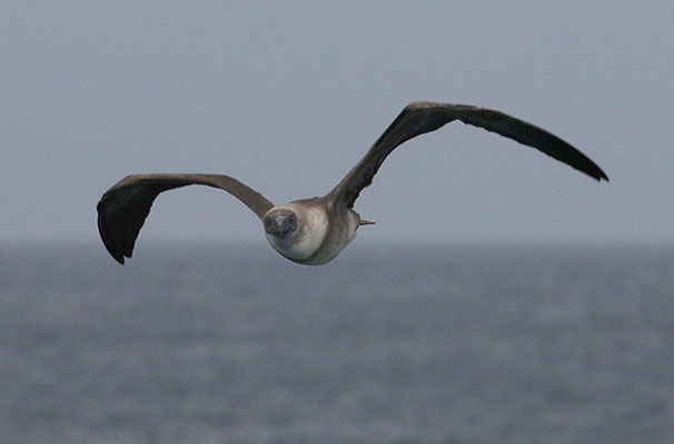 Sula dactylatra personata - The Masked Booby