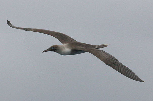 Sula dactylatra personata - The Masked Booby