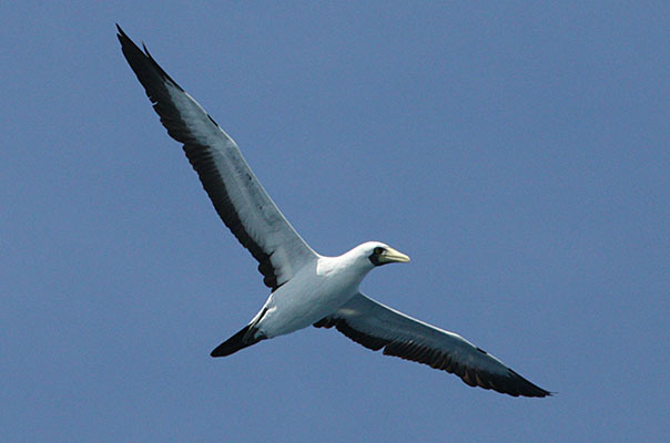 Sula dactylatra personata - The Masked Booby