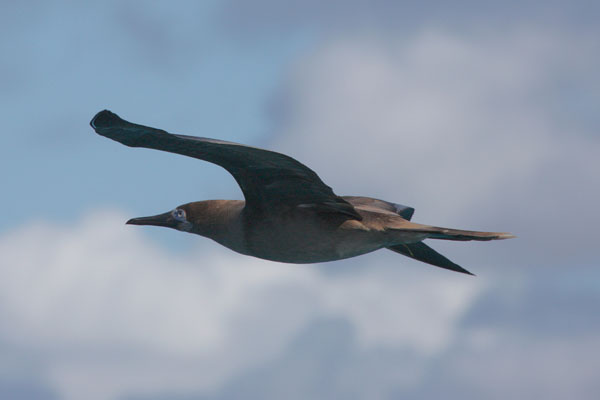 Sula leucogater - The Brown Booby