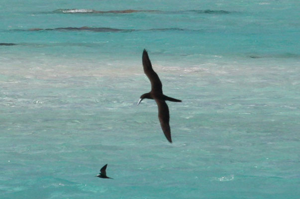 Sula leucogater - The Brown Booby