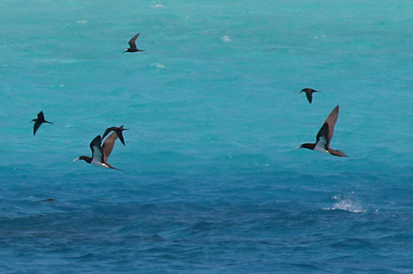 Sula leucogater - The Brown Booby