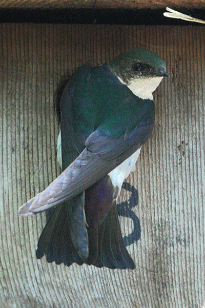 Tachycineata bicolor - The Tree Swallow