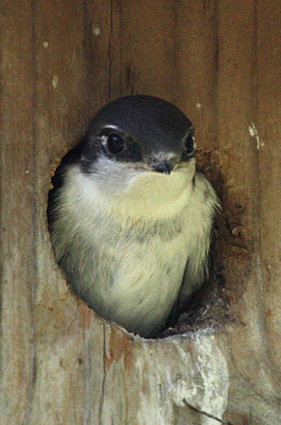 Tachycineata bicolor - The Tree Swallow