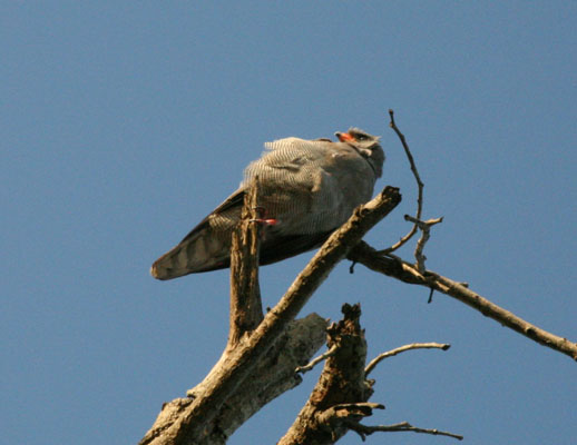 Terathopius ecaudatus - The Bateleur