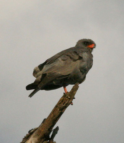 Terathopius ecaudatus - The Bateleur