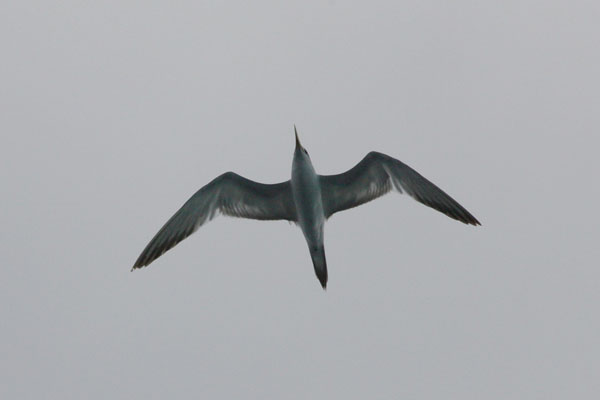 Thalasseus bergii cristatus - The Greater Crested Tern