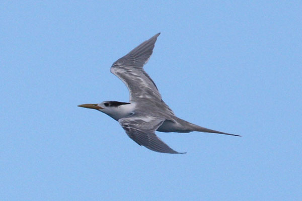 Thalasseus bergii cristatus - The Greater Crested Tern