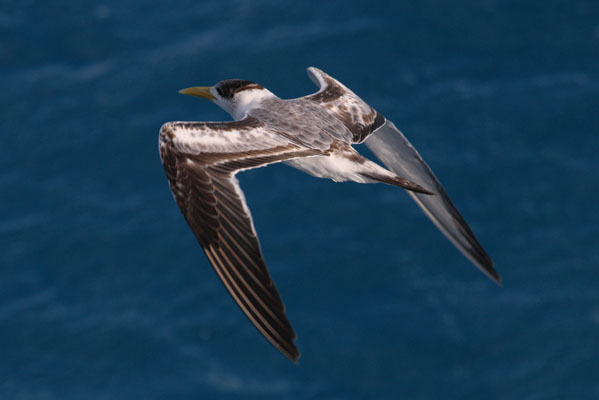 Thalasseus bergii cristatus - The Greater Crested Tern