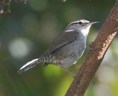 Thrytomanes bewikii spilurus - Bewicks Wren