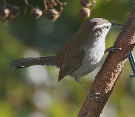 Thrytomanes bewikii spilurus - Bewicks Wren