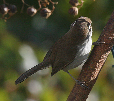 Thrytomanes bewikii spilurus - Bewicks Wren