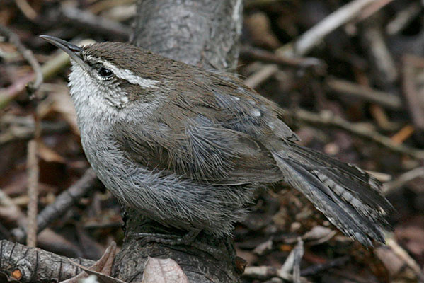 Thrytomanes bewikii spilurus - Bewicks Wren