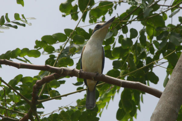 Todirhamphus chloris vitiensis - The White-collared Kingfisher