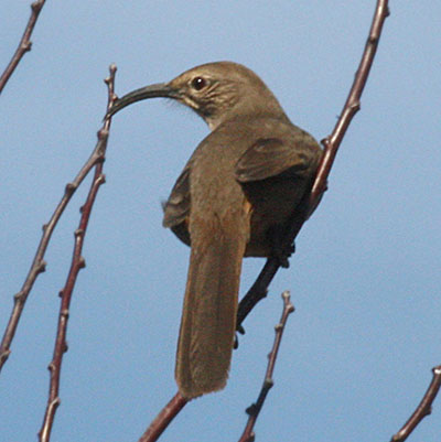 Toxostoma redivivum - The California Thrasher