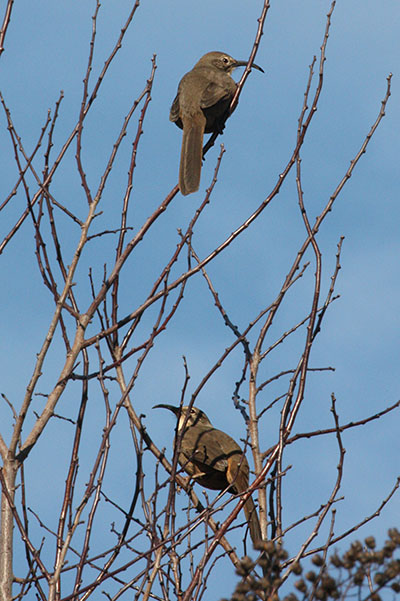 Toxostoma redivivum - The California Thrasher