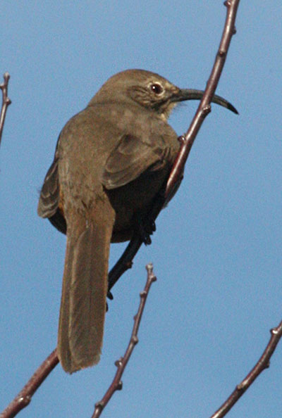 Toxostoma redivivum - The California Thrasher