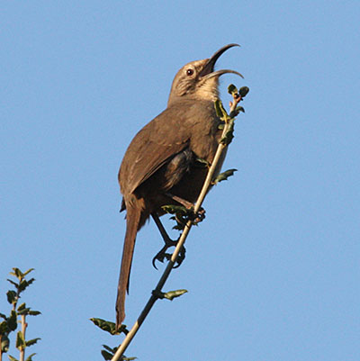 Toxostoma redivivum - The California Thrasher