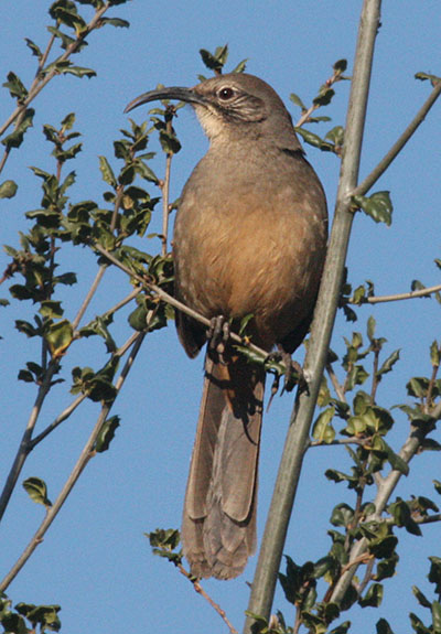 Toxostoma redivivum - The California Thrasher