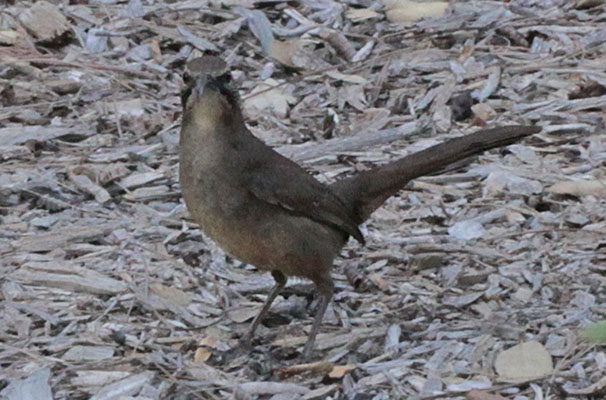 Toxostoma redivivum - The California Thrasher