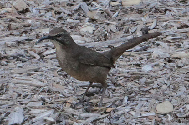 Toxostoma redivivum - The California Thrasher