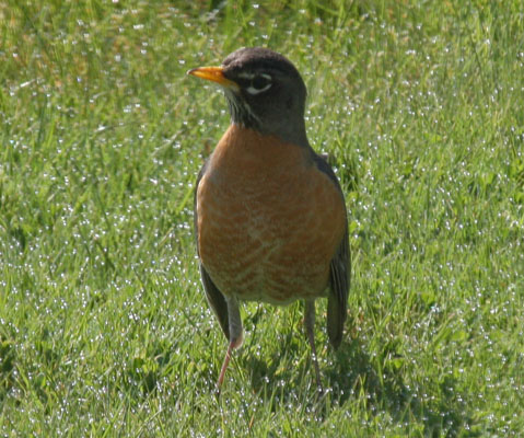 Turdus migratorius - The American Robin