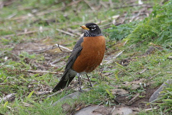 Turdus migratorius - The American Robin