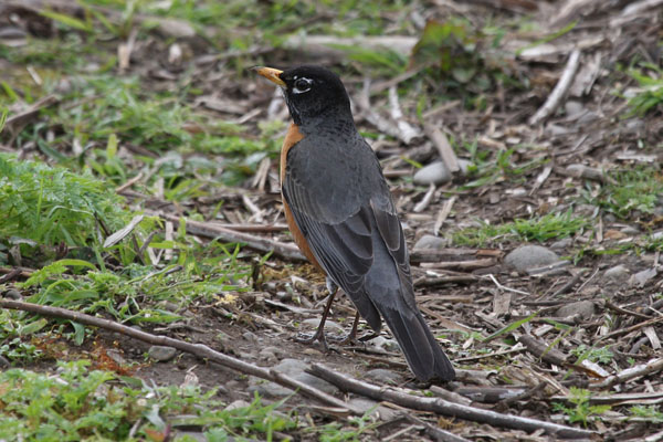 Turdus migratorius - The American Robin