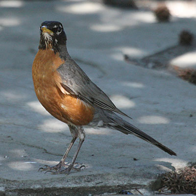 Turdus migratorius - The American Robin