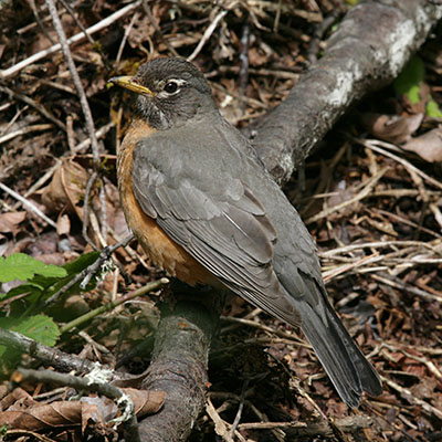 Turdus migratorius - The American Robin