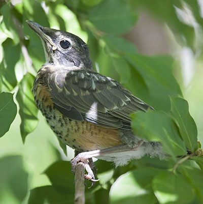 Turdus migratorius - The American Robin