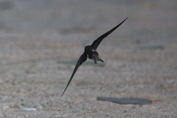 Tyrannus dominicensis dominicensis - The Gray Kingbird