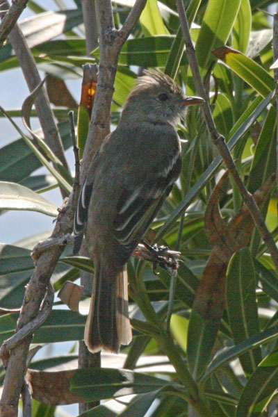 Tyrannus dominicensis dominicensis - The Gray Kingbird