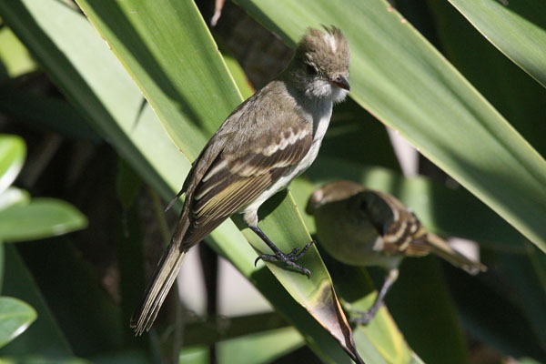 Tyrannus dominicensis dominicensis - The Gray Kingbird