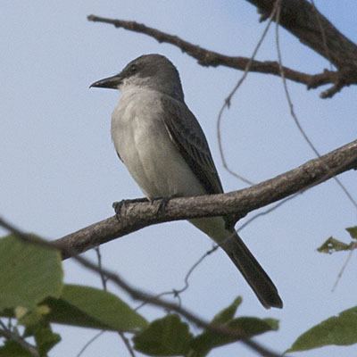 Tyrannus dominicensis dominicensis - The Gray Kingbird
