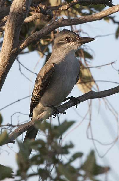 Tyrannus dominicensis dominicensis - The Gray Kingbird