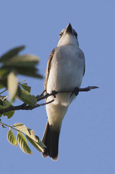 Tyrannus dominicensis dominicensis - The Gray Kingbird